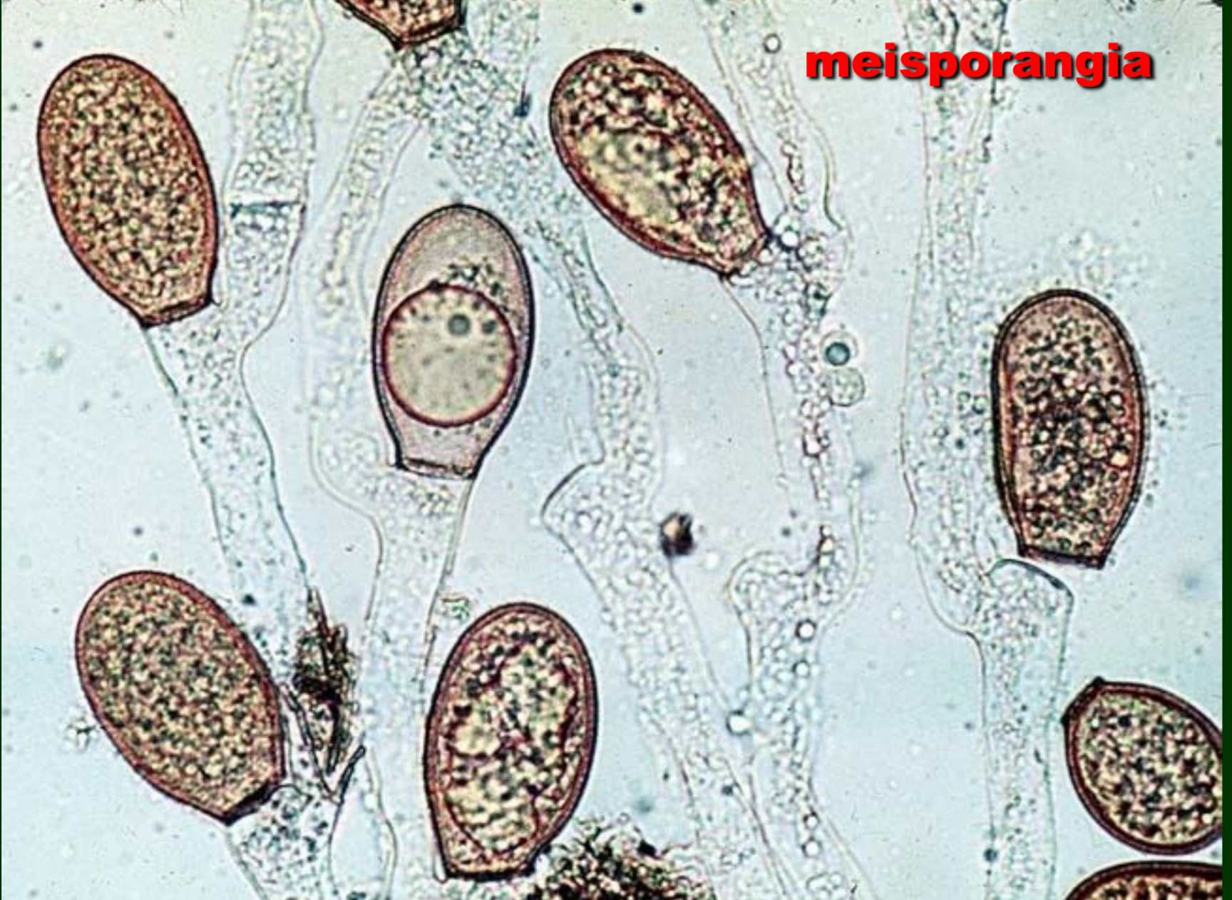 <p>what are these structures called </p>
