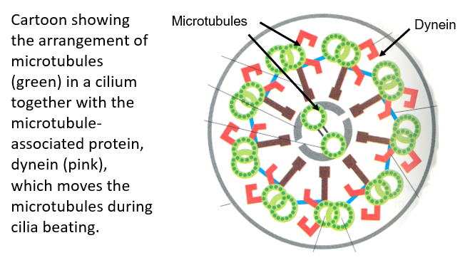 <p><span>Microtubules produce the <strong>movement of cilia </strong>and flagellae e.g. the cilia found on respiratory epithelial cells</span></p><p><span>Microtubule rods are organised into a <strong>“9 + 2” arrangement within respiratory epithelia</strong></span></p><p><span><strong>Dynein </strong>is responsible for the ,movement of the microtubule rods</span></p><p><span>Microtubules<strong> slide along one another,</strong> causing the cilium to bend</span></p>