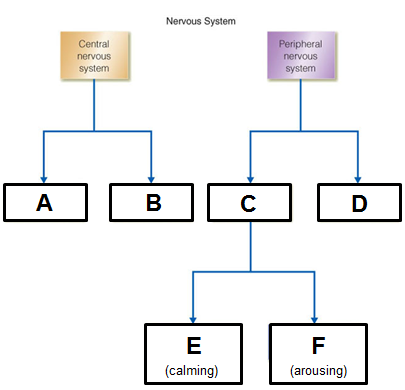 <p>Complete the hierarchical structure of the nervous system.</p>