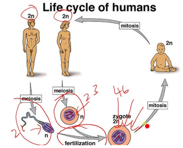 <p>sequence of stages in the reproductive history of an organism from conception to its own reproduction</p><p>fertilization and meiosis alternative in sexual life cycles</p><p>fertilization is when a sperm cell (haploid) fuses with an egg (haploid) to form a zygote (diploid)</p>