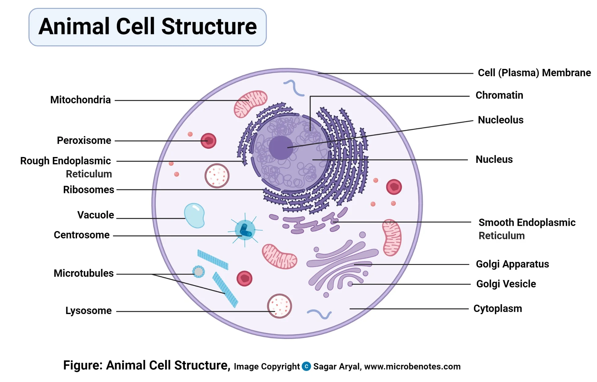 <ul><li><p class="Paragraph SCXW58785504 BCX0" style="text-align: left"><span>Some of the vesicles formed by the Golgi apparatus are called lysosomes.&nbsp;&nbsp;</span></p></li></ul><ul><li><p class="Paragraph SCXW58785504 BCX0" style="text-align: left"><span>Are cell organelles containing proteins that break down the molecules that cells are made of into their individual chemical components. They may help to digest food particles.&nbsp;&nbsp;</span></p></li></ul><ul><li><p class="Paragraph SCXW58785504 BCX0" style="text-align: left"><span>Also are used to destroy potentially dangerous microorganisms such as bacteria and viruses.&nbsp;</span></p></li></ul><ul><li><p class="Paragraph SCXW58785504 BCX0" style="text-align: left"><span>When animal cells get old, the lysosomes break open and decompose the entire cell. This is called apoptosis, seen as the cell committing suicide.&nbsp;&nbsp;</span></p></li></ul><p></p>
