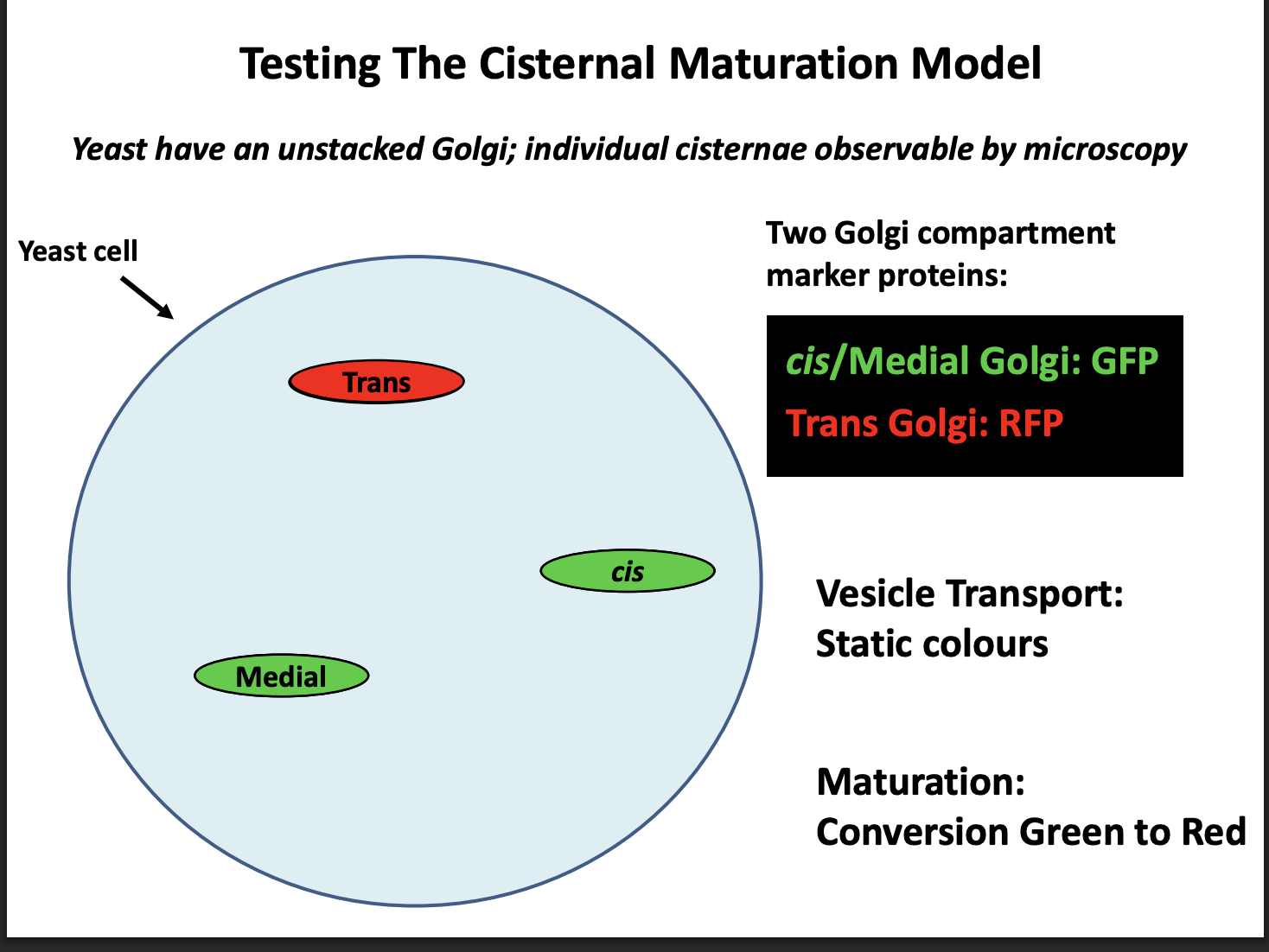 <p>Procedure:</p><ol><li><p>Label cis/medial golgi: GFP</p></li><li><p>Trans Golgi: RFP</p></li></ol><p></p><p>Expected observations:</p><ul><li><p>If vesicular transport→ Static colours</p></li><li><p>If Maturation→ conversion Green to Red</p></li></ul><p></p><p>Result:</p><ul><li><p>Conversion green to red</p></li><li><p>therefore Maturation model is correct</p></li></ul><p></p>
