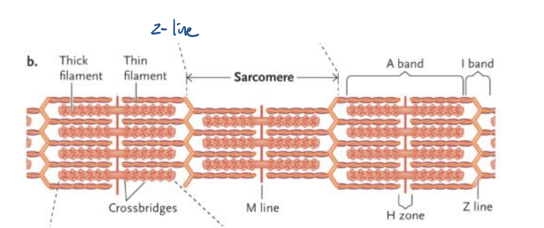 <p>Z-line</p>