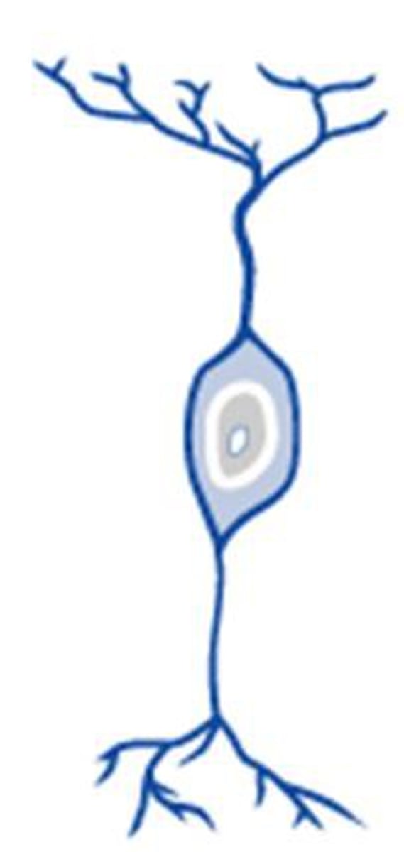 <p>a neuron with one axon and one dendrite attached to its soma</p>