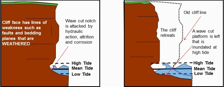 <p><span>A cliff is a vertical, near vertical or sloping wall of rock or sediment that borders the sea. They generally differ in their angle of slope because of their rock structure and geology, but the processes involved in their formation are the same.</span><br><span>Marine erosion processes attack the foot of the cliff and cause the erosion at a wave cut notch. Waves can pound this area causing fragments to break off, and the water can also trap air in pore spaces, faults and crevices, compressing the air which in turn exerts pressure on the rock causing it to break off. This process is known as hydraulic action. Another process that occurs is corrasion, where sediment and rocks in the sea water are hurled against the cliff face. All three of these processes erode the wave cut notch at the base of the cliff undermining the whole structure of the cliff. These processes are variable and depend upon the fetch of the wave (the distance it travels over open water), wind speed and how many storms there a year, but they are more or less continuous over long periods of time.</span><br><br><span>At the same time that the base of the cliff is being eroded, the cliff face and its structure are being weakened by weathering processes. Oxidation and carbonation are some of the chemical processes that can weaken the structure of the rock, and depending upon the climate physical processes such as freeze thaw and water layer weathering can take effect. Over time this weakens the structure of the cliff face, and coupled with the erosion of the wave cut notch at a critical point this cliff face will succumb to the influence of gravity and collapse in a process of mass movement. This material will then be carried away by the sea in the process of long shore drift by the transportation process of solution, suspension, saltation and traction (depending upon the particle sizes).&nbsp; The cliff retreats, leaving behind a flat wave cut platform.</span></p>