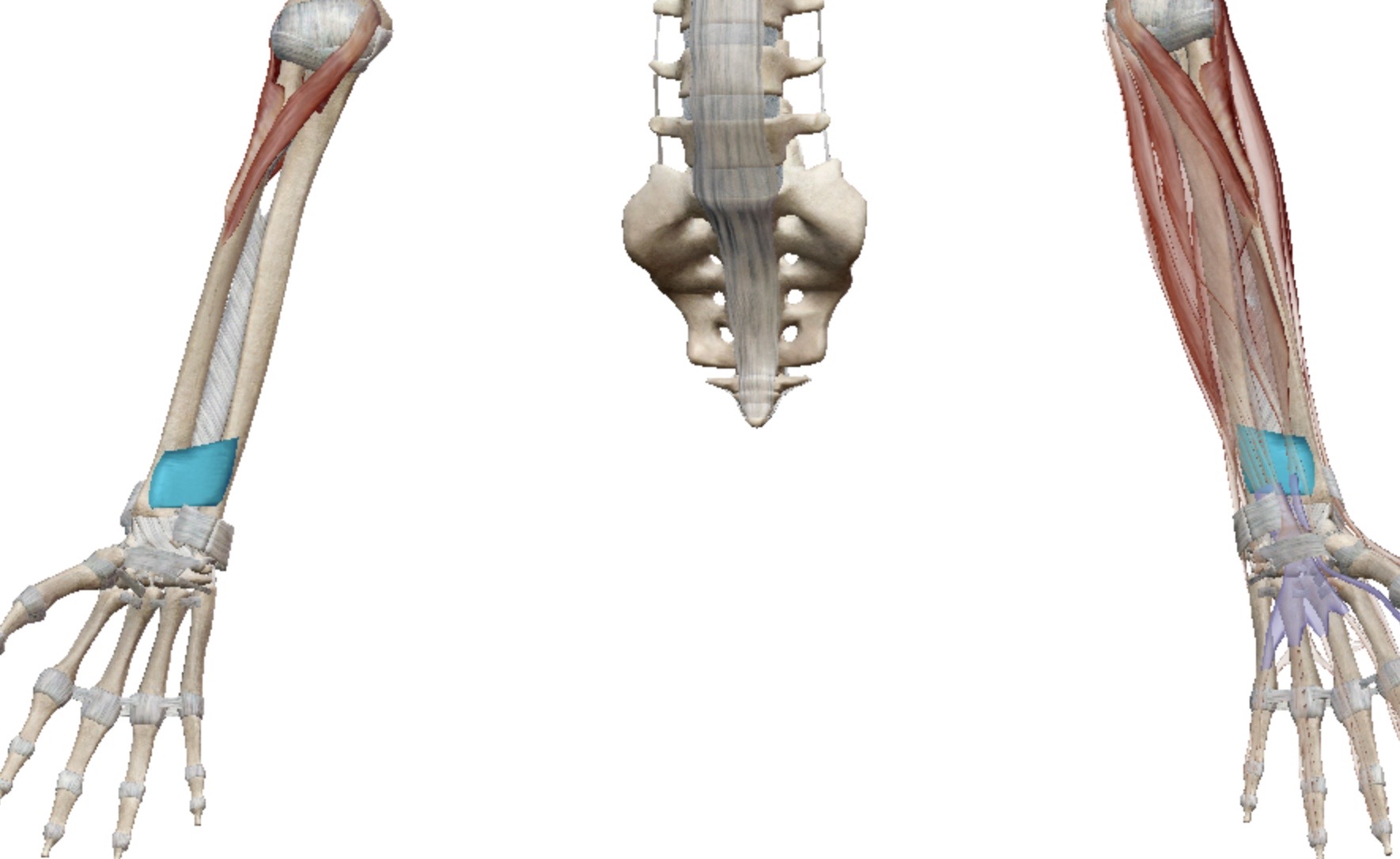 <p>Identify this muscle</p>