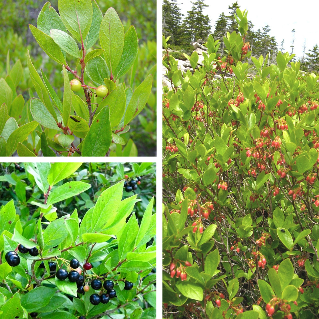 <p>Black Huckleberry:</p><p>Grey twigs, small dots on back of leaf, black berries</p>