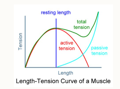 <ul><li><p>large range of motion in the hindlimbs that can’t be controlled by one muscle alone</p></li><li><p>set to act at different times of the hindlimb swing</p></li><li><p>each muscle pulls hard as limb swings past it’s optimal point (top of the red line, the upside down U curve)</p></li><li><p>enables most muscles to be working at optimal tension. </p></li></ul><p></p>