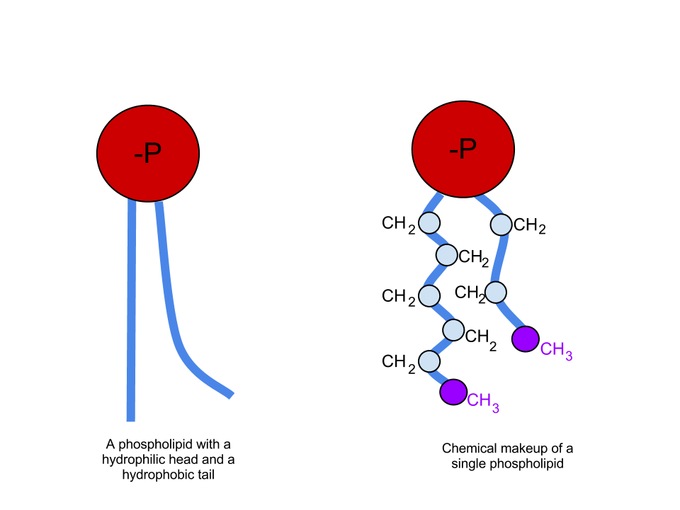 <p>Phospholipids </p>
