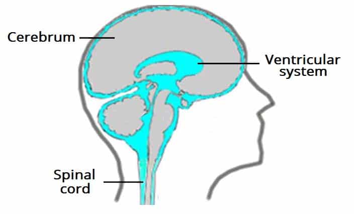 <p>Continuously Formed and Reabsorbed</p><p>(Flows from Arachnoid Villi into Dural Venous Sinuses)</p>