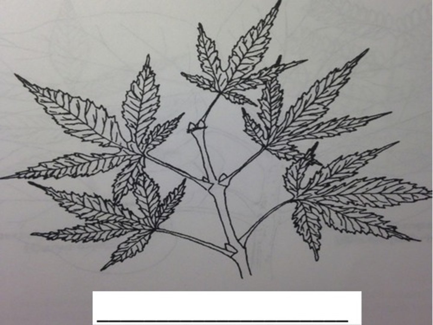 <p>what type of leaf arrangement does this branch show</p>