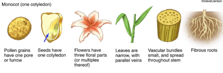 <p>Monocots</p>