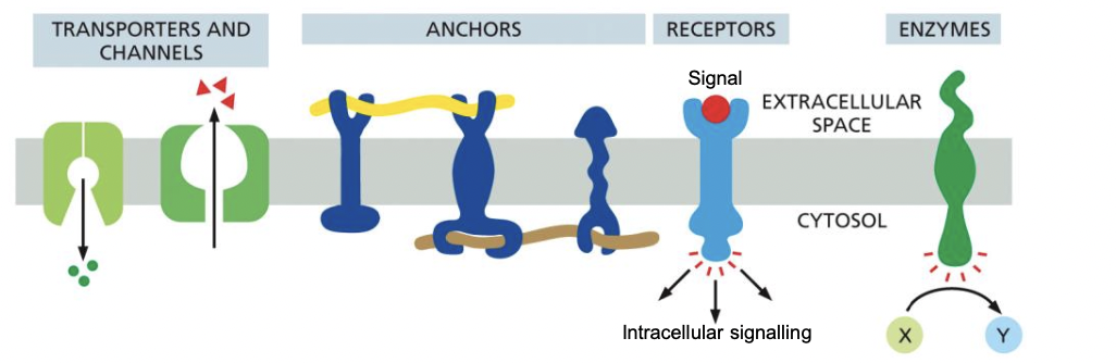 * each transmembrane protein has a specific orientation- essential for function
* Transporters and channels 
* anchors 
* receptors 
* enzymes 