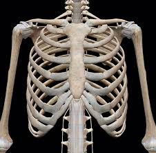 <p>Anatomy of Human Skeleton</p>