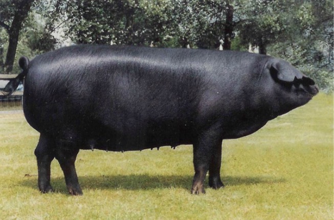 <p>Type and Breed</p>