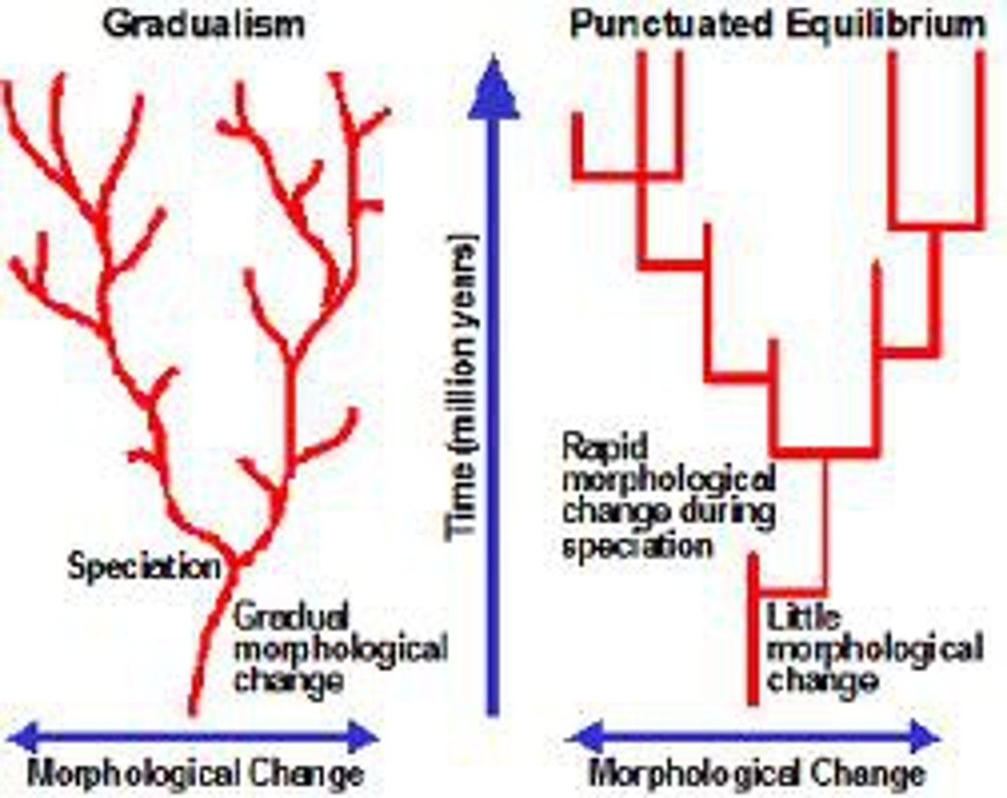 <p>long periods of little evolutionary change (stasis) interrupted by short bursts of rapid speciation</p>