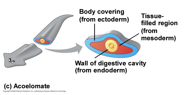 <p>acoelomates</p>