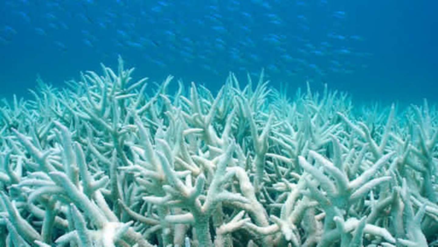 <p>Rejection of symbiotic algae from coral (usually due to increased temp) which leads to starvation of the coral</p>