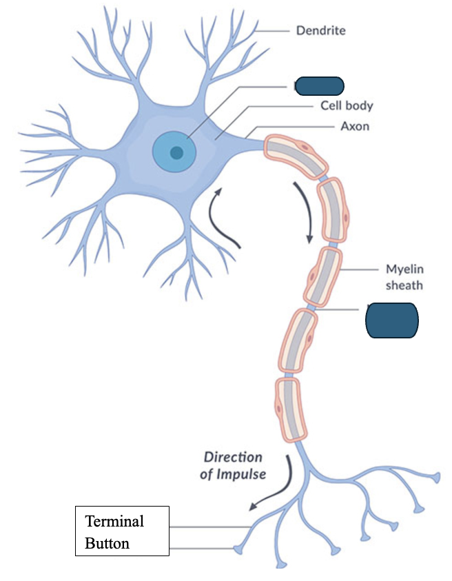 knowt flashcard image