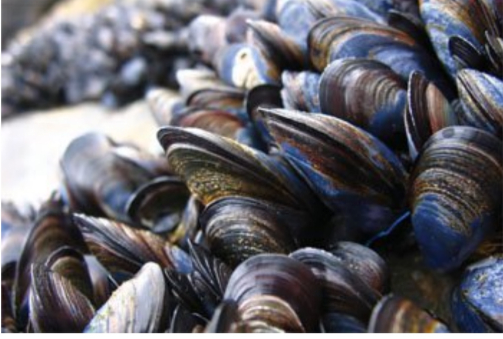 <p>Pacific blue Mussel</p>