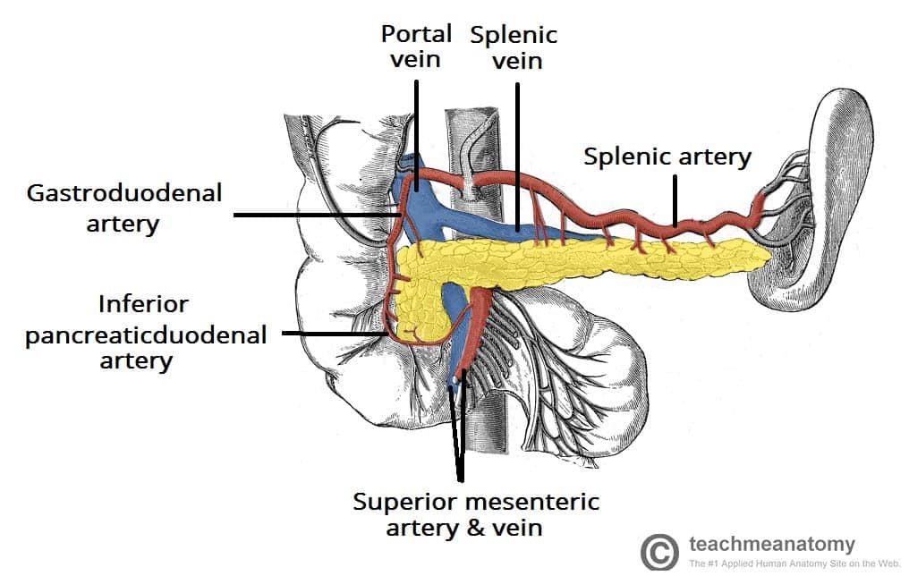 <p>part of hepatic portal system; a major blood vessel that supplies the spleen with oxygenated blood; a branch of the celiac trunk; travels horizontally across the posterior part of the stomach and superior to the pancreas, then follows a tortuous path along the superior border of the pancreas to the spleen</p>