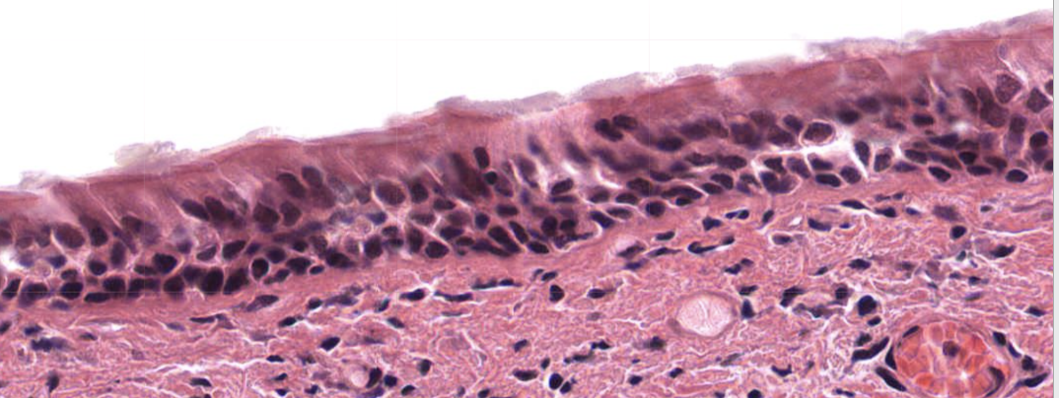 <ol><li><p>What tissue is this?</p></li><li><p>Where can it be found?</p></li><li><p>What is its function?</p></li></ol><p></p>