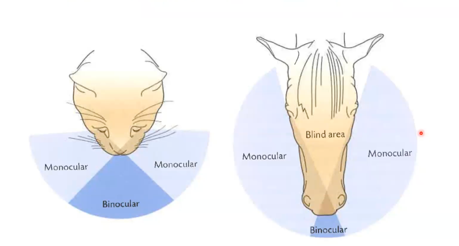 <ul><li><p>The head morphology </p></li><li><p>Cat has larger binocular field due to more forward facing eyes</p></li><li><p>Horse have a very small binocular field of vision with extended monocular vision due to eyes being on the side of the head</p></li></ul><p></p>