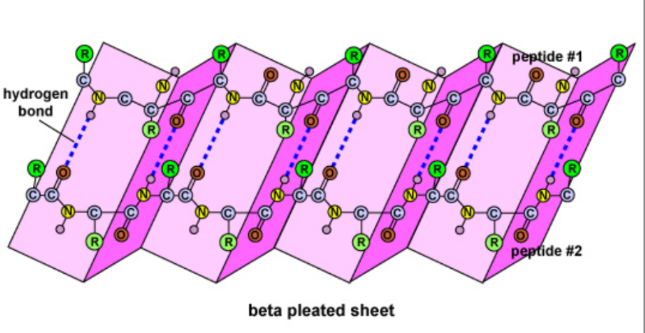 <ul><li><p><span>Two separate polypeptide strands that run parallel to each other interact due to H bonds, an <strong>accordion shape appears&nbsp;</strong></span></p></li><li><p><span>Ex. Strength of silk</span></p></li></ul><p></p>