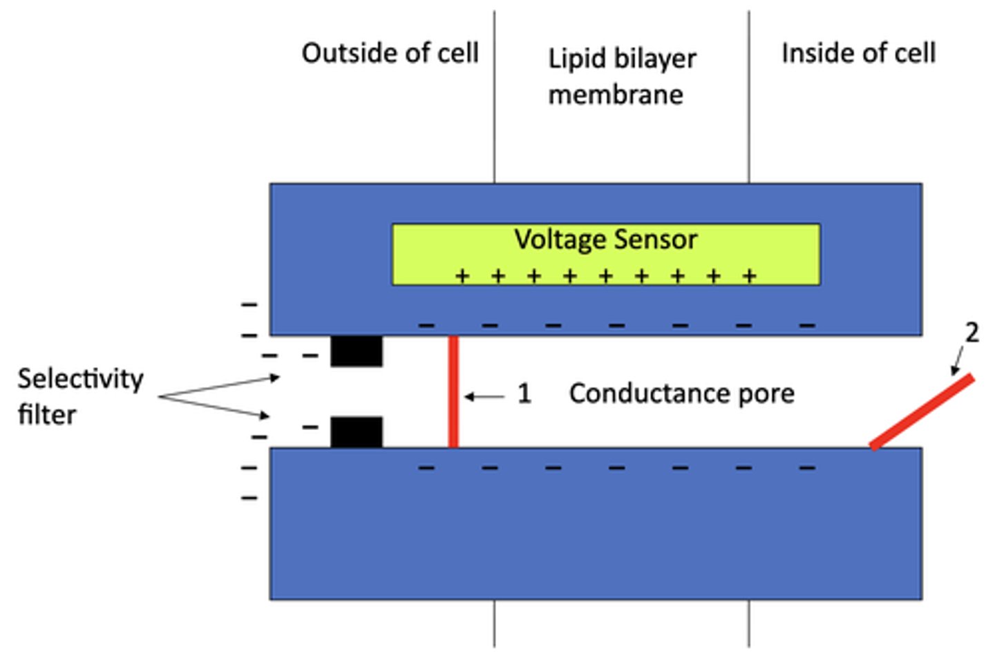 <p>1. activation gate</p><p>2. inactivation gate</p><p>3. conductance pore</p><p>4. selectivity filter</p><p>5. voltage sensor</p>