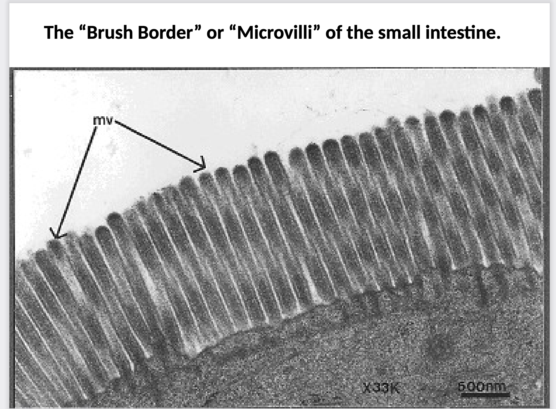 <p>What cells do Microvili live on and what are their functions?</p>