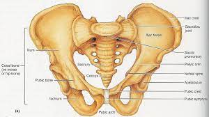 <p>of or relating to the pelvis</p>