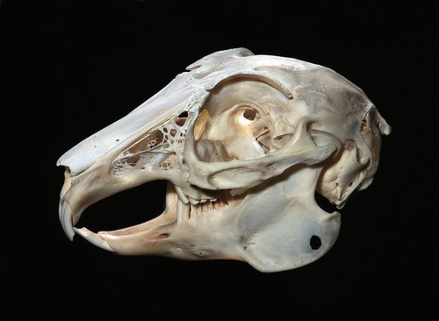 <p>skull</p>