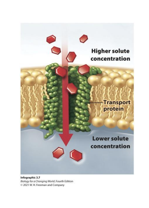 <p>Passive transport (no energy) using channels or carriers to move substances across the membrane (high to low)</p>