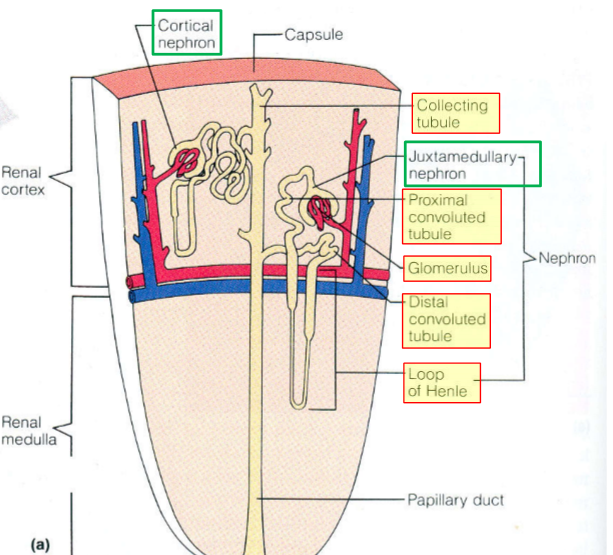 <ul><li><p>Cortex = Nierenrinde</p></li><li><p>Medulla = Nierenmark (innerer Teil)</p></li><li><p>Nephron = kleinste Funktionelle Einheit (Glomerulus &amp; Röhrchen)</p></li><li><p>Glomerulus</p></li></ul>