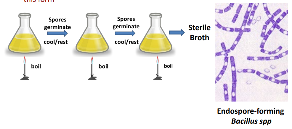 <p>periodically found opposite results when duplicating Pasteur’s experiment with swan-necked flasks - DUE TO ENDOSPORES!</p><ul><li><p> Some broth types yielded microbes following sterilization by boiling </p></li></ul><ul><li><p> Broths contaminated with <strong><u>heat-resistant endospore forming bacteria </u></strong></p></li></ul><ul><li><p> Endospores<strong><u> eliminated via repeated cycles of boiling &amp; resting (</u></strong>Spore germination at ambient (resting) temperature; susceptible to boiling in this form)</p></li></ul><p></p>