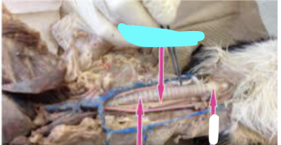 <p><em>blue line </em></p>