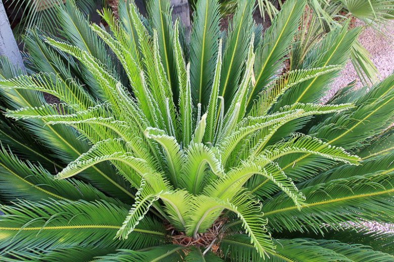 <p>Sago Palm</p>