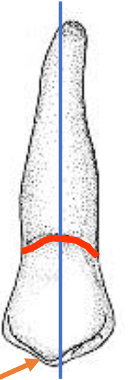 <p>Name the tooth and hi-lighted portions</p>