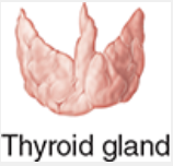 <p>Controls secretion of thyroid hormones</p>