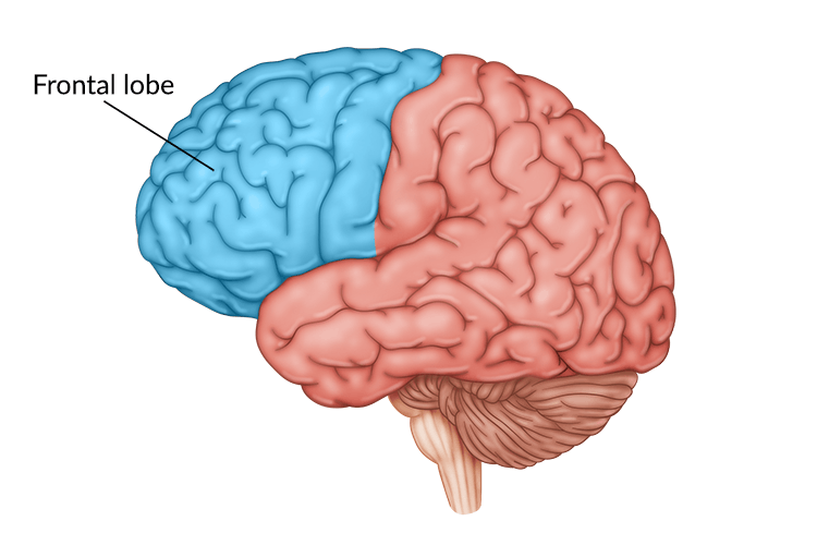 <p>aka motor strip; found in the frontal lobe</p>