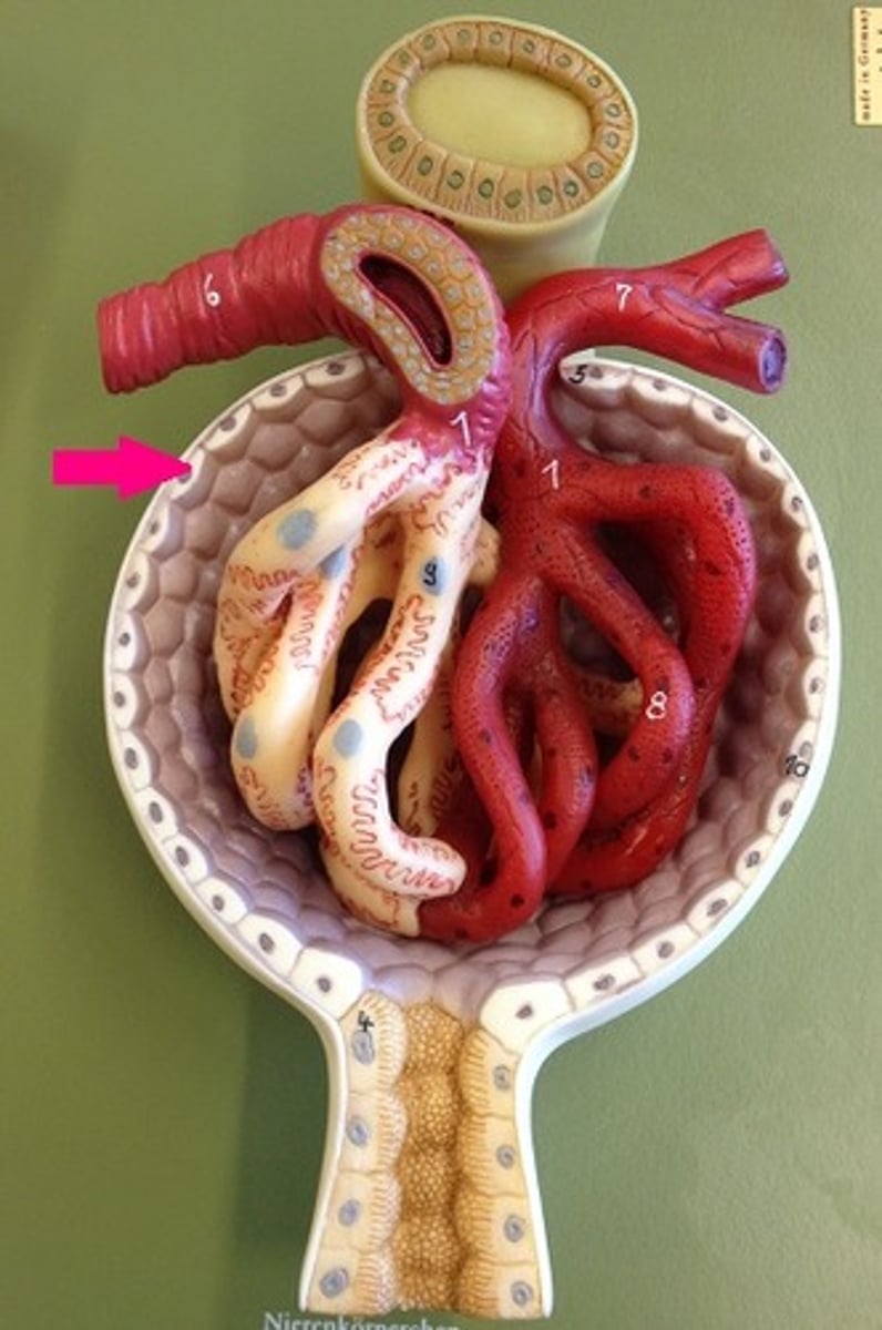 <p>Identify the layer of the capsule.</p>