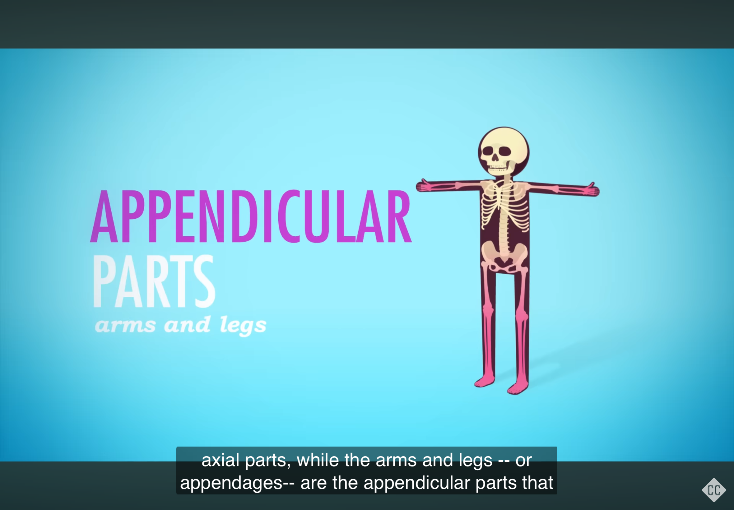 <p>Includes the upper and lower limbs of the body.</p>