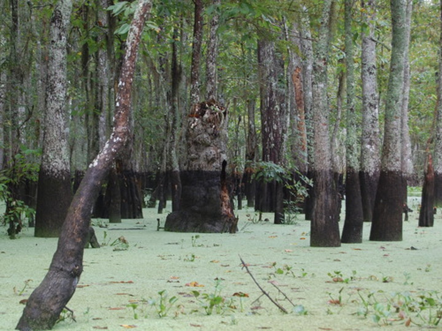 <p>A heavily forested area on the Virginia-North Carolina border that served as a refuge for fugitive slaves during the eighteenth and nineteenth centuries.</p>