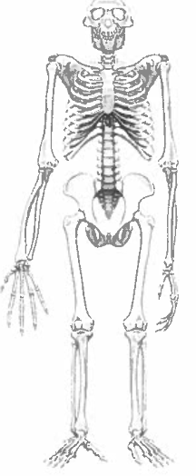 <p><span> The figure below is a reconstruction of the complete skeleton of Ardi (Ardipithecus</span><br><span>ramidus).</span><br><span>a) What are two features of the skeleton visible on the figure that suggest Ardi was bipedal?</span></p><p><span>b) What is one feature of the skeleton visible on the figure suggesting Ardi was arboreal?</span></p>
