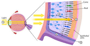 <p>What photoreceptors are in the retina and what do they do?</p>