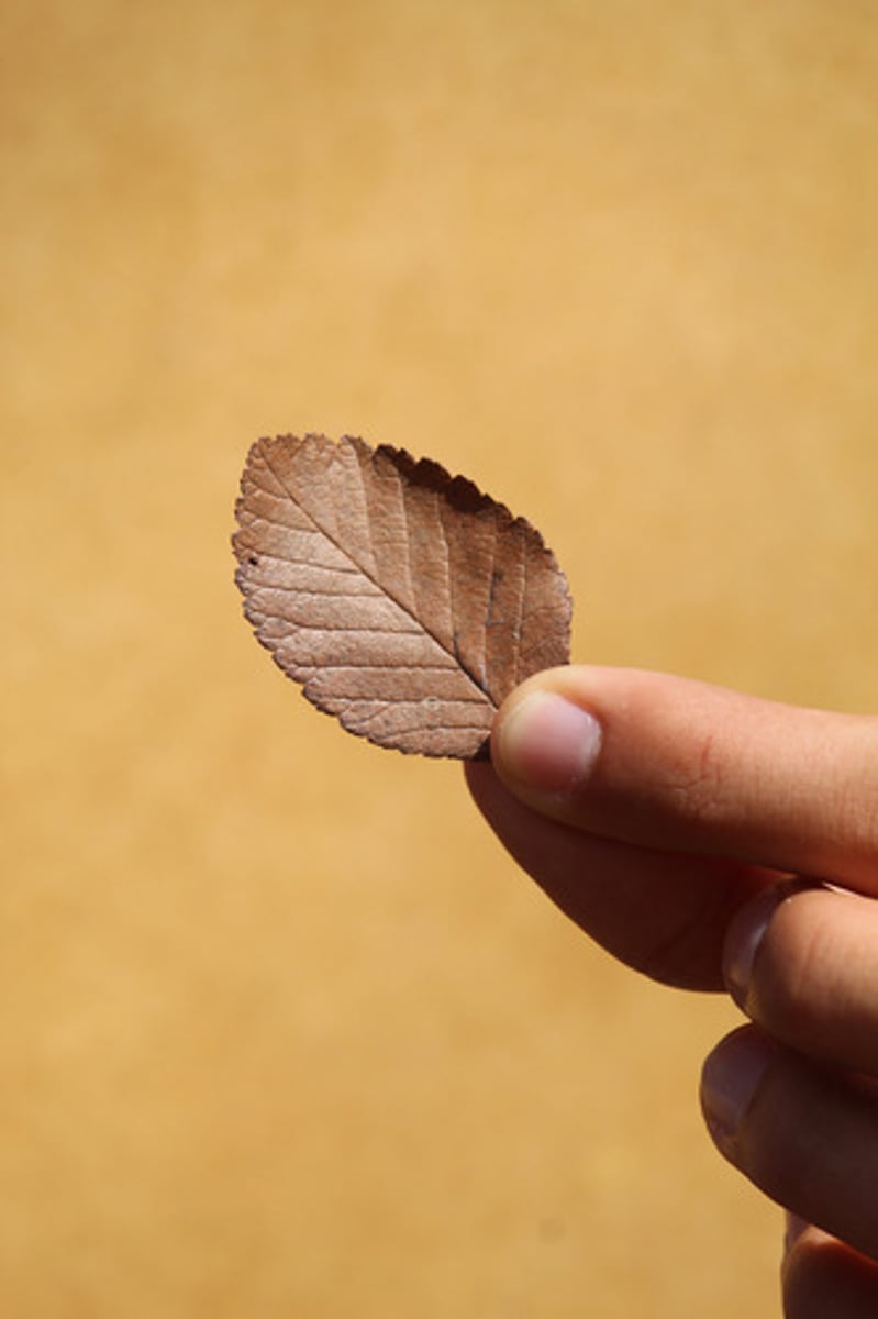 <p>what is the name of the tree whose leaf is pictured here?</p>