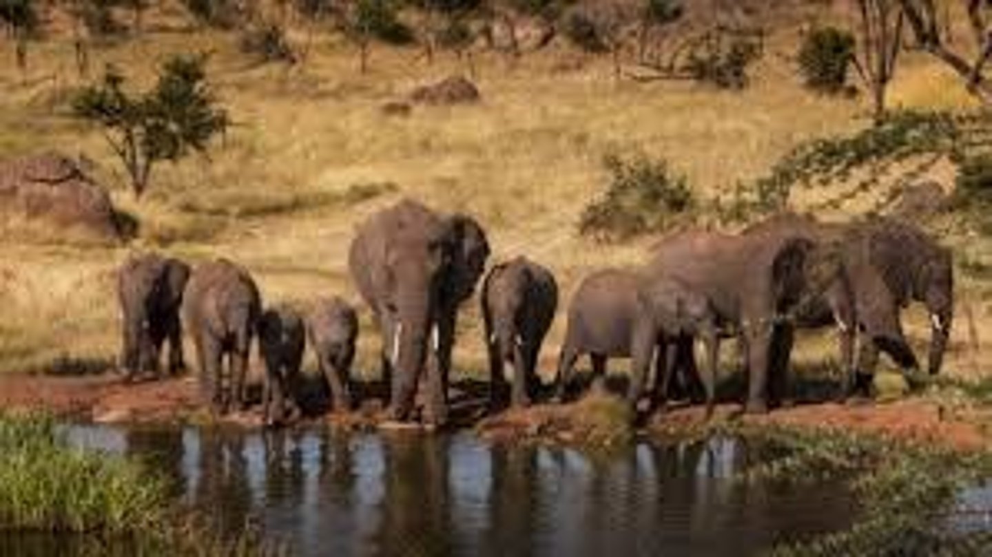 <p>They create clearings and water-holes that many other species rely on for water.</p>