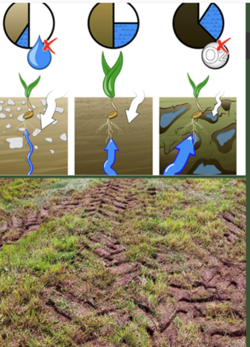 <p>compaction of soil by humans:</p><p>1. ___ (water won't circulate)</p><p>2. _____ (water stays in top layer and oxygen won't circulate)</p><p>3. more mechanical/physical resistance to ___ development</p>