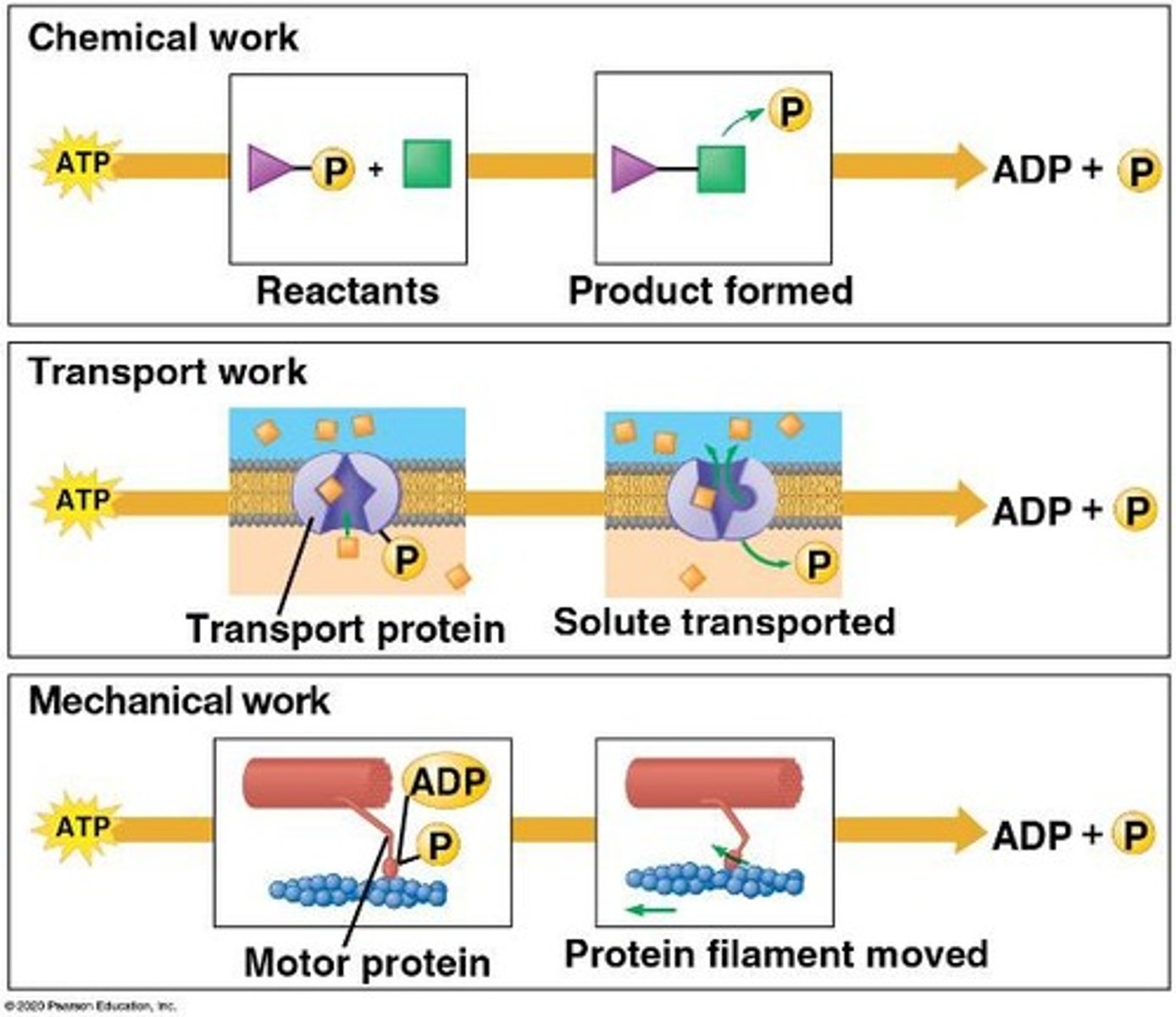 <p>ATP couples exergonic reactions to drive endergonic reactions.</p>