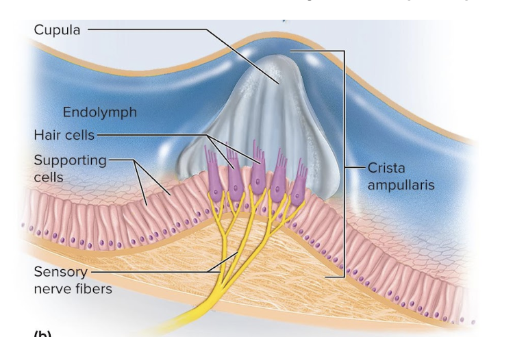 <p>mound of hair cells and supporting cells</p><ul><li><p>Consists of hair cells with stereocilia and a kinocilium buried in a mound of a gelatinous membrane called the cupula</p><ul><li><p>one in each duct</p></li></ul></li></ul><p></p>